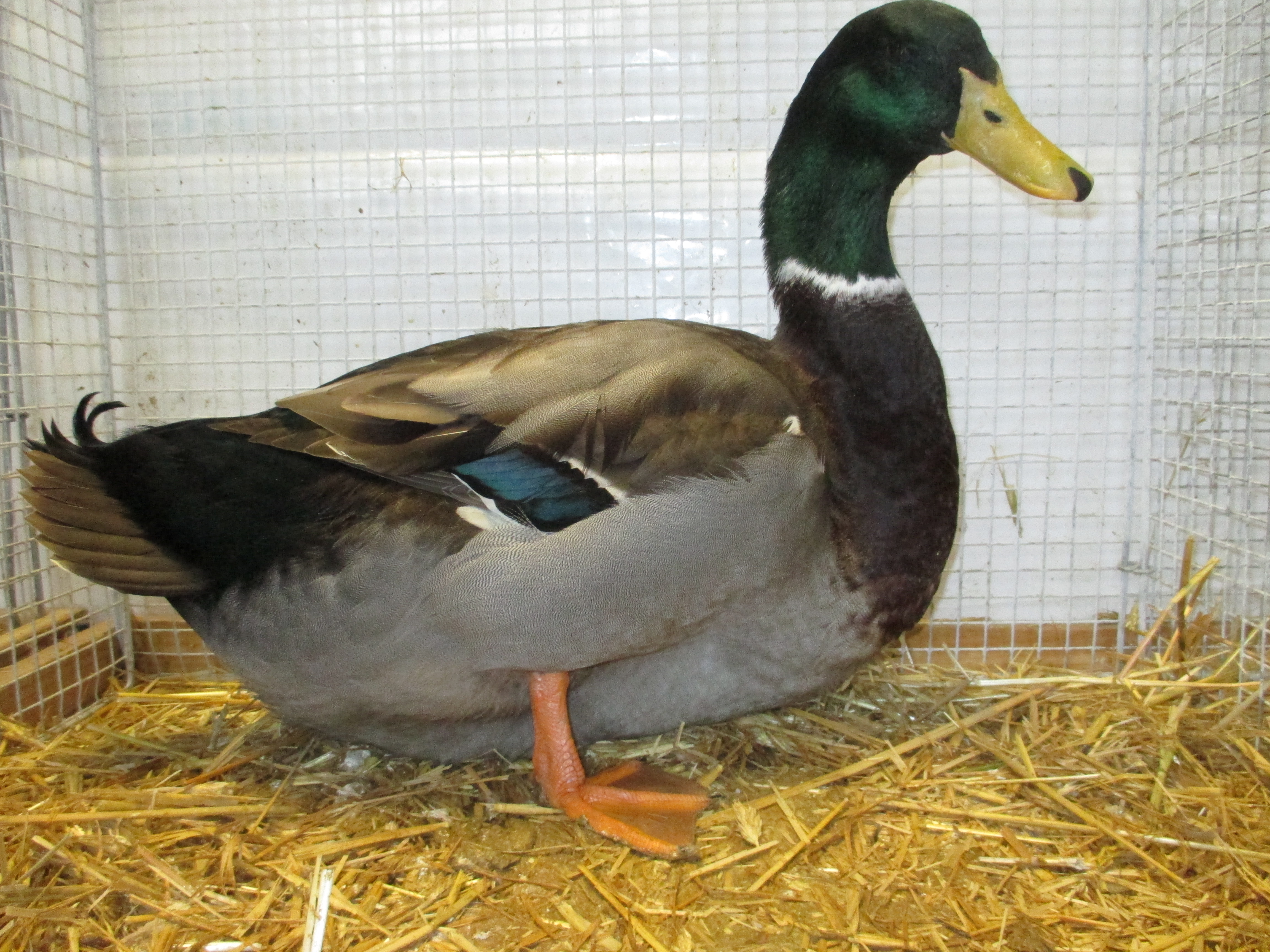 Duck