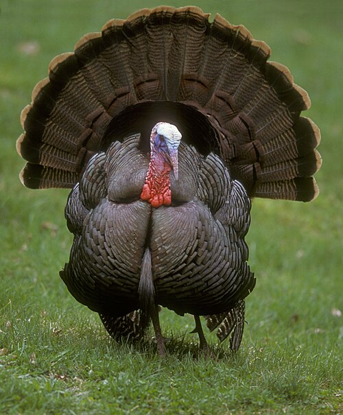 Turkey